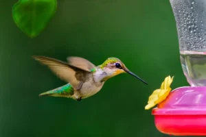 emerald green hummingbird