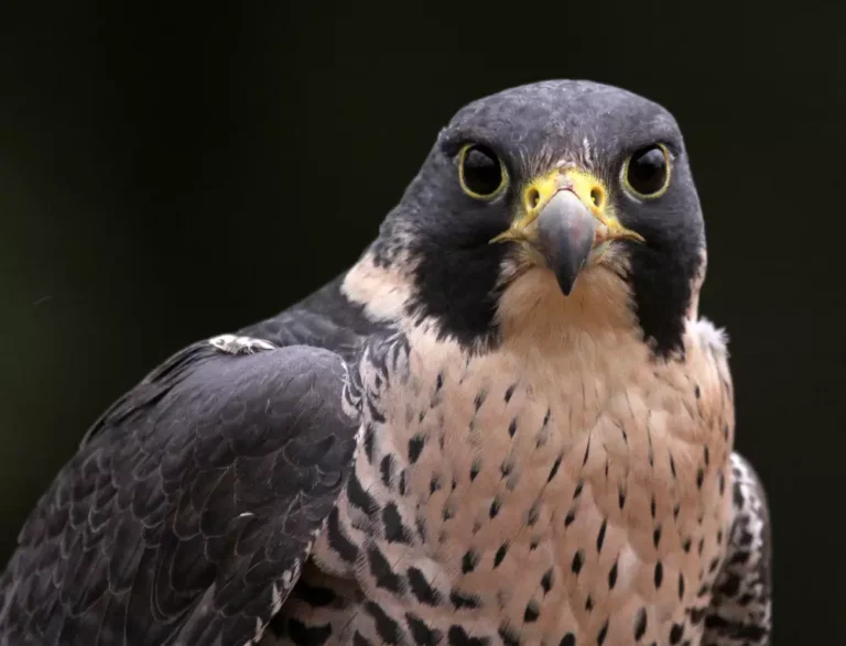 face of a Peregrine Falcon