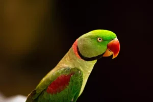 features of parrots