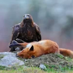 Hawk feeding on kill Red Fox