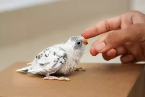 feeding pet bird budgie
