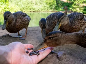 feeds wild ducks seeds