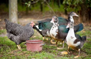 female Muscovy Duck and plymouth rock chicken