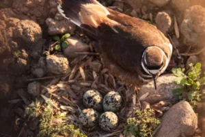 female killdeer guarding