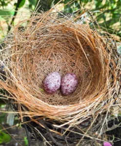 finches eggs
