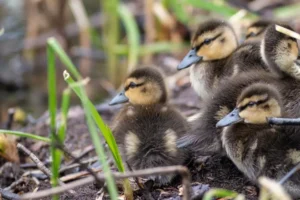 fluffy mallard ducklings