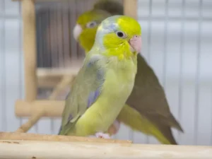 forpus parrotlet bird