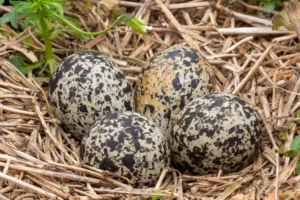 four killdeer eggs