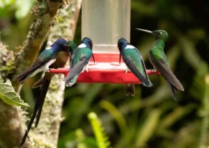 full of hungry hummingbirds