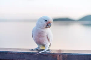 goffin's cockatoo Bird
