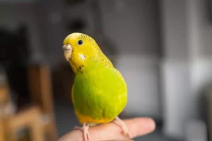 yellow budgerigar
