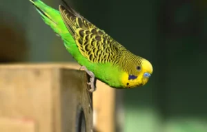 green budgerigar