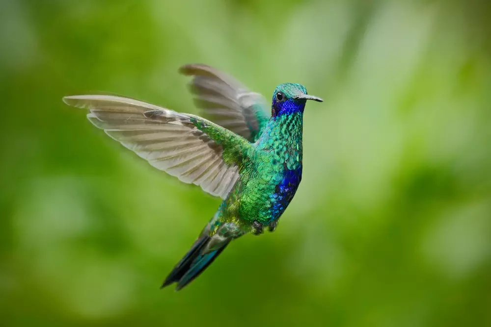 green hummingbird flying
