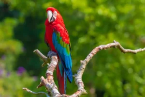 green-winged macaw