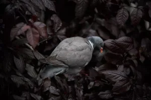 grey dove bird sitting