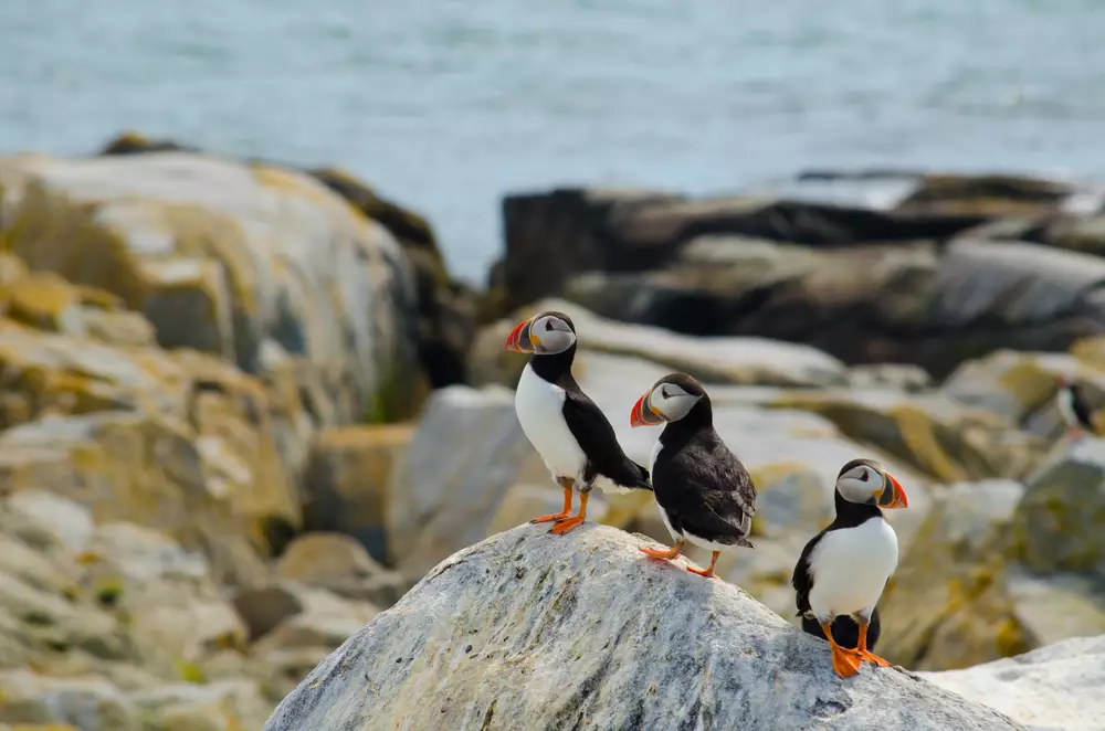 group of puffins chilling on a rock