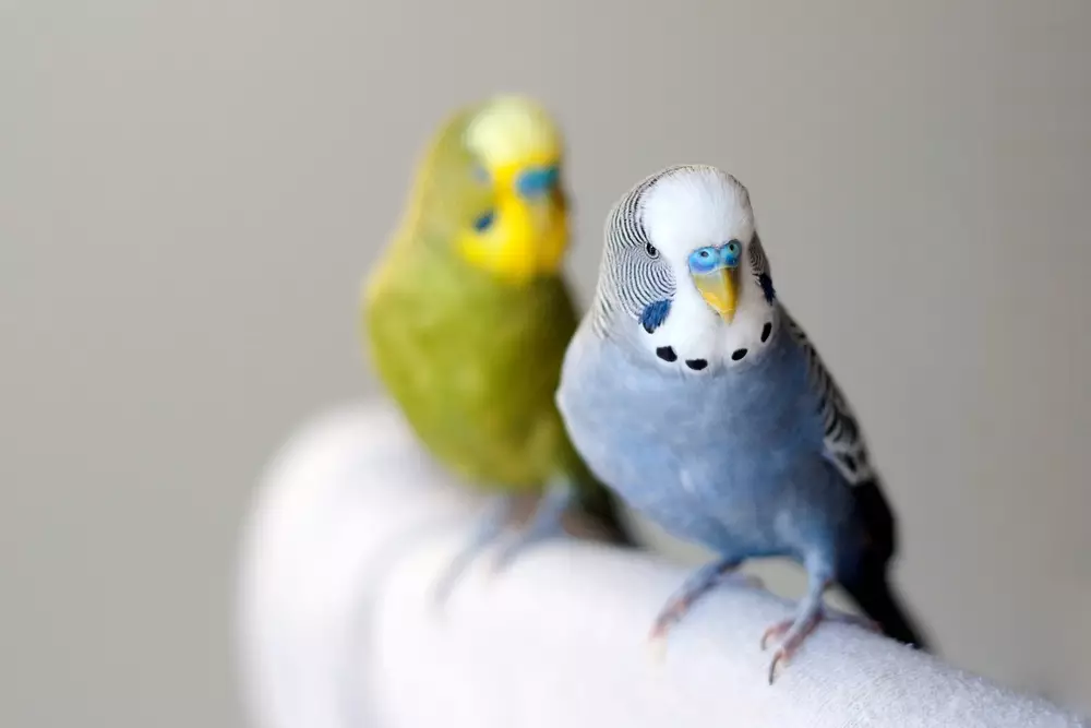 healthy young male blue mauve budgie