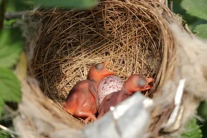 hummingbird 2 cute chicks