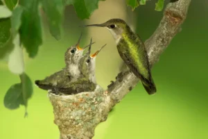 hummingbird and two chicks
