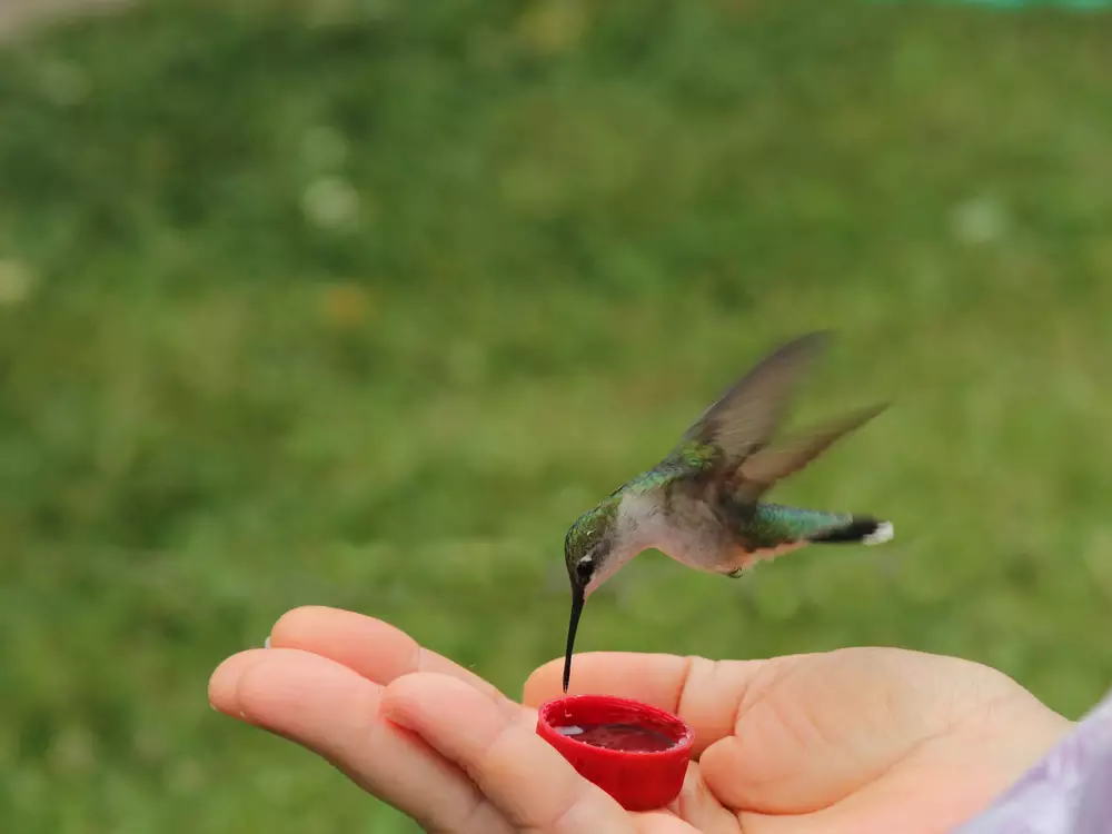 hummingbird drinking nectar