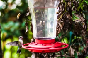 hummingbird feeder