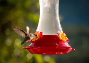 hummingbird feeding