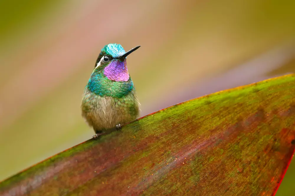 hummingbird from Costa Rica