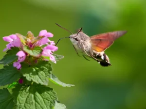 hummingbird hawk-moth