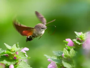 hummingbird hawk-moth hovering