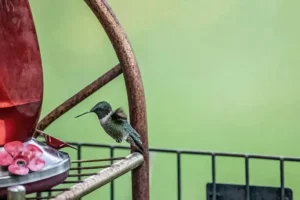 hummingbird hovering