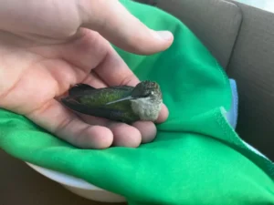 hummingbird in a hand