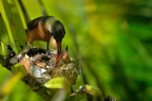 hummingbird mother feeding chicks