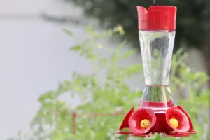 hummingbird, tube feeder