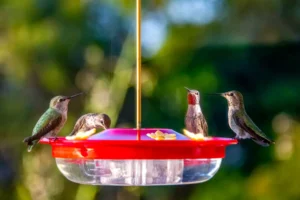 hummingbirds on a hummingbird feeder