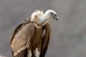 lappet-faced vulture or Nubian vulture