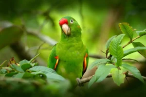 light green parrot