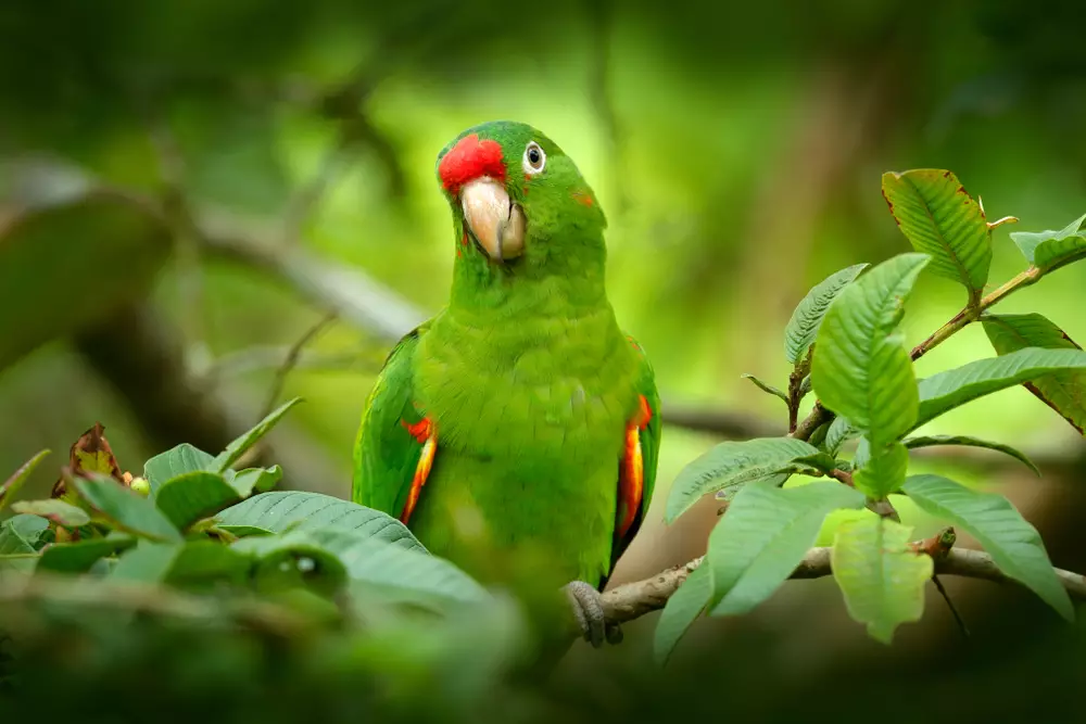 light green parrot