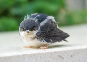 little sparrow chick