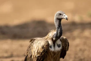 long billed vulture