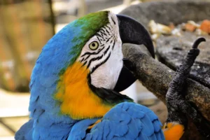macaw comes from South America