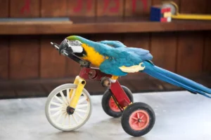 macaw rides a toy bike