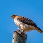 magnificent red tail hawk