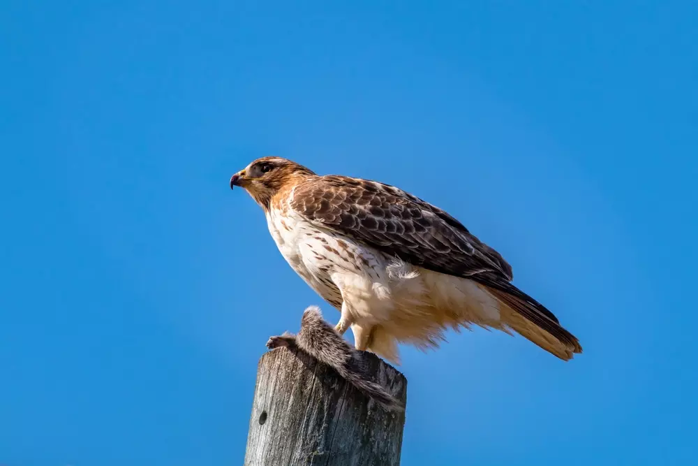 magnificent red tail hawk