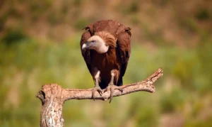 majestic griffon vulture
