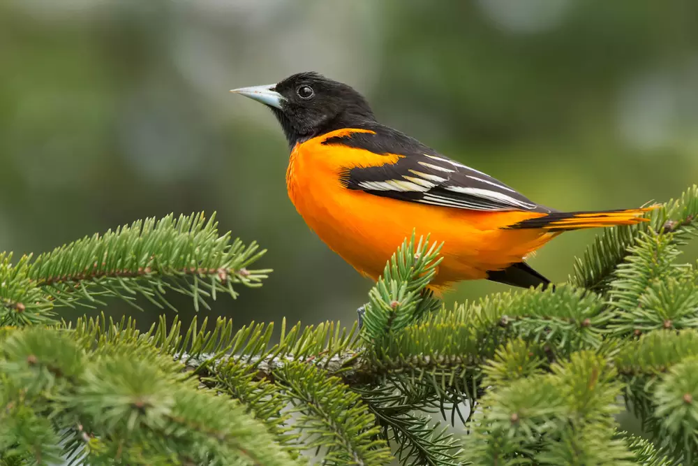 male Baltimore Oriole