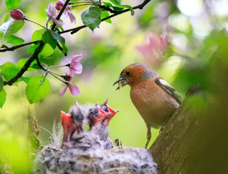 male Finch feeds its hungry Chicks