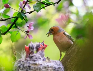 male Finch feeds its hungry Chicks