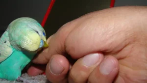 male budgie parrot biting my hand