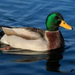 mallard Duck floating in water