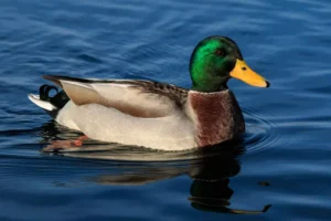 mallard Duck floating in water